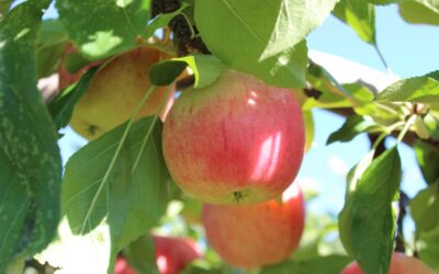 apples_resized Stretched /æ/ as in “Apple”