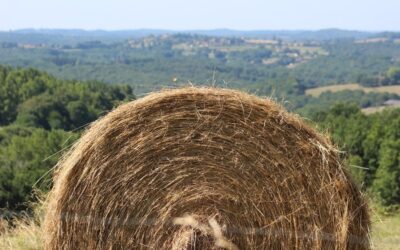 IMG_7998_800px /eɪ/ as in “Hay”