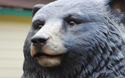 bear face_resized /ɚ/ “Fur” vs. /ɛɹ/ “Fair”