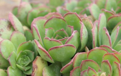 Vietnamese-Accented English: Error Identification and Analysis