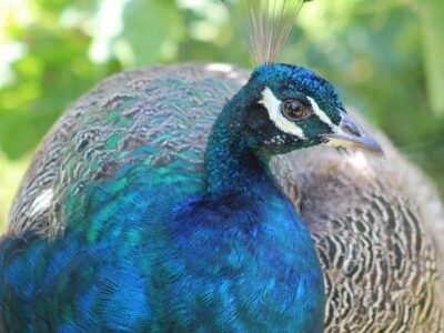 Real Life Language Lessons